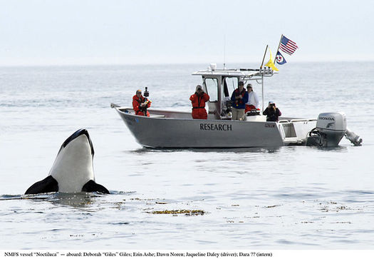 There are only 76 killer whales left in the Northwest's iconic Southern Resident population. (NOAA/Wikimedia Commons)