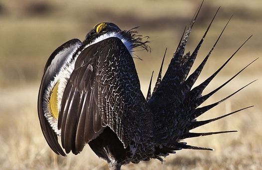 Conservationists are hoping a federal judge in Boise, Idaho will agree that the Bureau of Land Management is not taking a balanced approach to land management by opening up sensitive sage grouse habitat for energy development. (BLM)