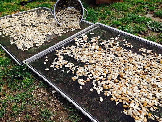 The Long family exclusively uses heirloom seeds passed down from the Eastern Band of Cherokee and does seed shares to make sure they're around for generations to come. (Long Family Farms and Gallery)