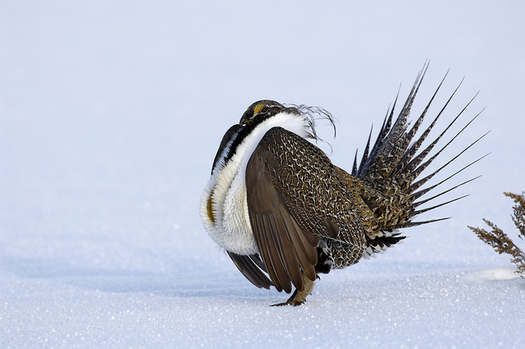 Sage grouse numbers in the West have declined as much as 95 percent in recent decades. (USDA)