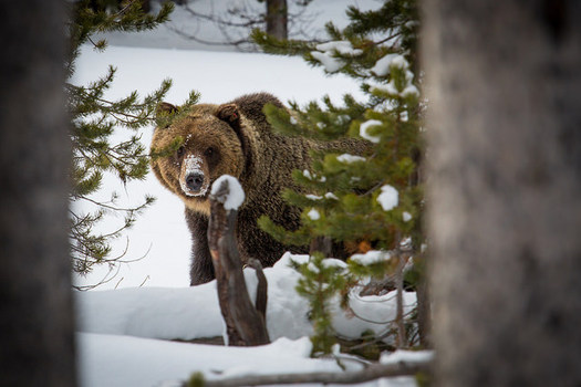 One more female and male grizzly bear could be killed during Wyoming's hunting season this fall because of a transfer from Montana. (Neal Herbert/Yellowstone National Park)