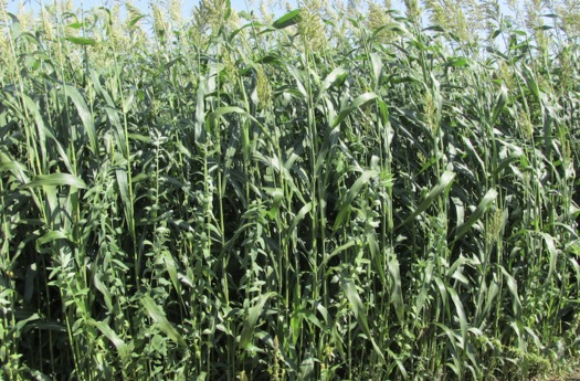 Cover crops are grown for several benefits ranging from protecting and enhancing soil to pest suppression, but a study finds they also can be an income source for carbon credits. (Michael Fields Agricultural Institute)