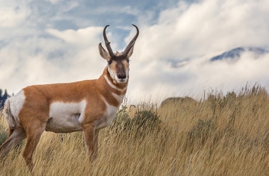 Some 350 wildlife species, including pronghorn and other game popular with hunters, depend on greater sage-grouse habitat. (Public Domain Pictures)