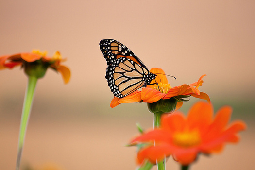 It's estimated that pesticides are a major factor in the dwindling numbers of monarch butterflies. (Emily Carlin/Flickr)
