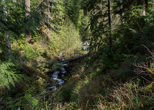 Timber and environmental interests have clashed in management of forests, including those in and around Olympic National Park. (ChelseaWa/Flickr)