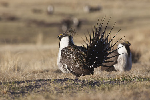 Male sage grouse are known for their elaborate mating rituals, but conservationists fear the birds' mating grounds are under threat. (USDA/Flickr) 