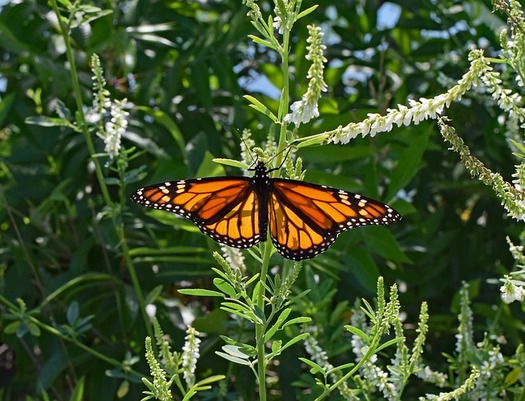 Public comments are being solicited through May 31 on a draft conservation plan to reverse the decline of the eastern monarch butterfly population. (Pixabay)