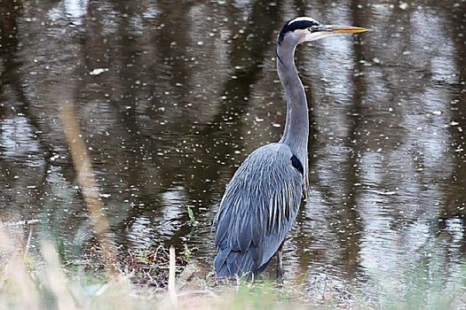 Dozens of migratory waterfowl and other species, many of them endangered, can be found at the Wapanocca National Wildlife Refuge in Central Arkansas. (USFWS) 