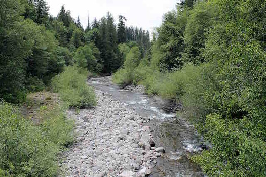 Researchers analyzed carbon dioxide levels in Lookout Creek east of Eugene to study the effects of rising global temperatures. (Theresa Hogue/Oregon State University)