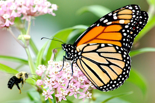 The mid-America monarch migration route in need of more milkweed spans from Texas to North Dakota and east to Ohio. 