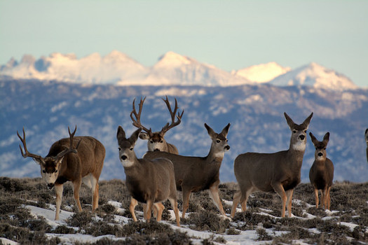 The Wyoming Game and Fish Department is responsible for managing mule deer, but the agency currently does not have a specific policy on the books for protecting the deer's migration corridor. (BLM)