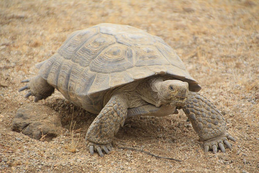 Habitat loss is thought to be one of the biggest factors behind declining desert tortoise populations. (BLM/Flickr) 