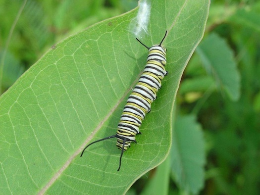 Monarch caterpillars live exclusively on milkweed plants. (USFWS/Pixnio)