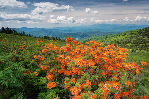 The Roan Highlands features scenes like native azaleas and the world's largest rhododendron garden. (Ken Lane/flickr)
