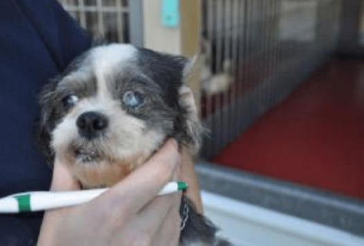 Dogs with eye problems and dental disease were discovered in 2016 at an undisclosed Indiana breeding facility, according to a new report. (USDA)