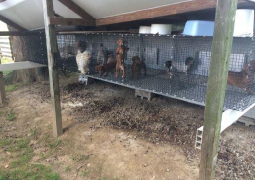 Dogs caged on uncoated wire flooring and other violations were discovered at an undisclosed Ohio kennel, according to a new report. (Ohio Department of Agriculture)