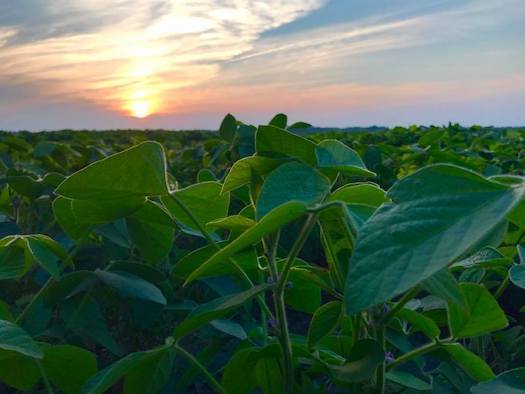 Soybeans rank third in Minnesota's top agricultural products, behind corn and hogs and ahead of dairy products and cattle. (smallgrains.org)