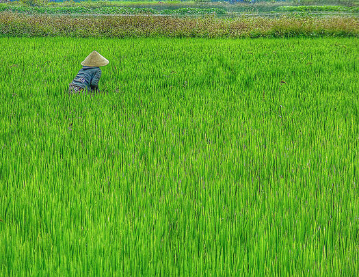 About 25 percent of the calories consumed globally come from rice, which is under threat from rising carbon dioxide levels. (Calmuziclover/Flickr)