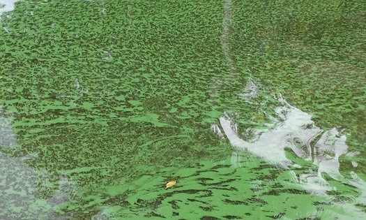 Last week, Gov. Kate Brown activated the National Guard after toxins from an algae bloom were detected in Salem's drinking water supply. (bugwugsmom/Twenty20)