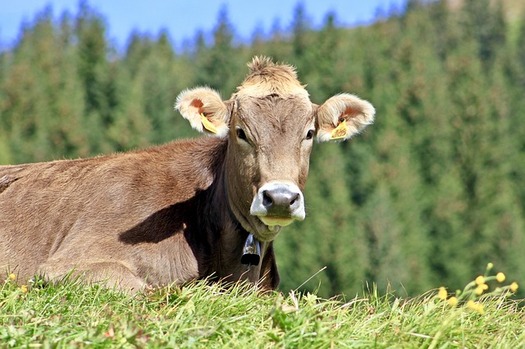 A Farm Bill rider introduced by Rep. Liz Cheney, R-Wyo., would reopen vacant grazing lands to cattle, even in endangered species habitat. (Pixabay)