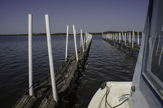 Oyster aquaculture is a growing industry, and would include creating structures along the North Carolina coast, much like these in Florida. (Florida Sea Grant)