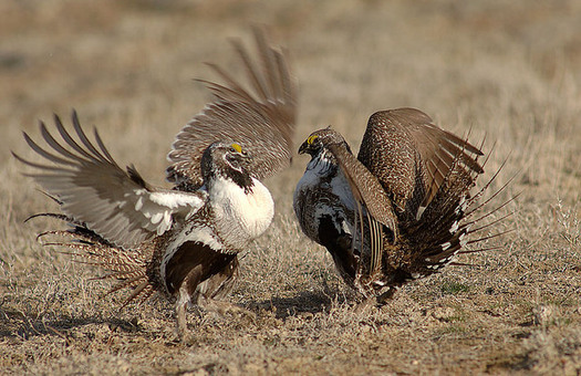 Of the Bureau of Land Management�s upcoming and newly offered oil and gas leasing on public lands, 76 percent are located inside protected sage grouse habitat across Colorado, Nevada, Utah and Wyoming. (BLM)