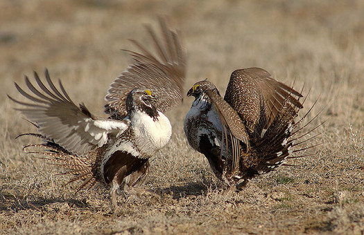 Of the Bureau of Land Managements upcoming and newly offered oil and gas leasing on public lands, 76 percent are located inside protected sage grouse habitat across Colorado, Nevada, Utah and Wyoming. (BLM)