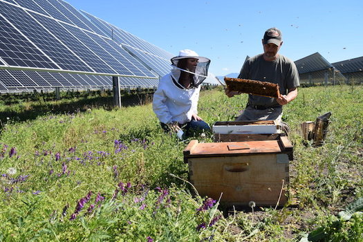 A solar farm near Medford, Ore., also is home to 48 thriving bee colonies. (Pine Gate Renewables)