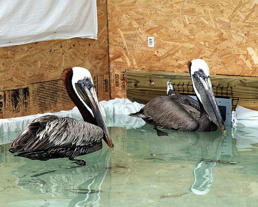 Thousands of oil-covered birds had to be rehabilitated after the Deepwater Horizon oil rig explosion in the Gulf of Mexico. (MacKenzie/US Fish & Wildlife Service)