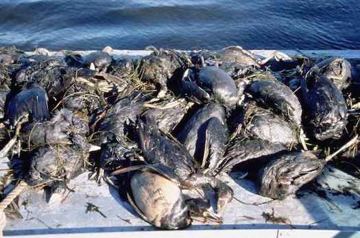 Each year, 500,000 to 1 million birds die from landing in uncovered oil pits. (USFWS)