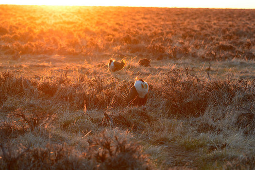 Scientists worry that conservation plans for sage grouse that aren't based on their whole habitat won't be effective. (Jennifer Strickland/USFWS)