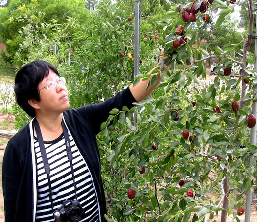 AmeriZao is a newly trademarked name of a jujube fruit tree variety cultivated by New Mexico State University Professor Shengrui Yao. (newscenternmsu.edu)