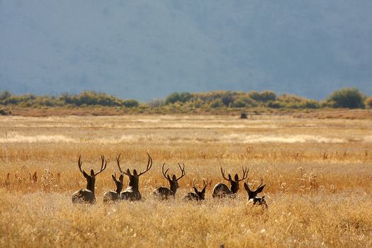 A protest over sending two Burns-area ranchers to prison for arson led to the 41-day armed occupation of the Malheur National Wildlife Refuge. (Barbara Wheeler/U.S. Fish and Wildlife Service)