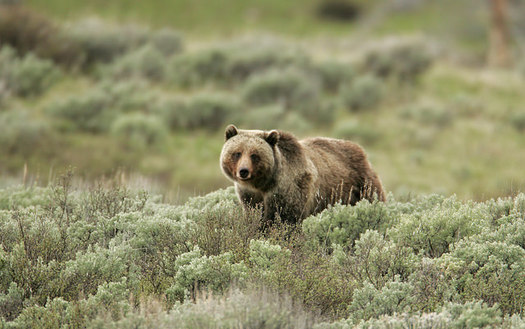 Up to 10 male grizzly bears and one female grizzly could be hunted this fall in Wyoming. (Jim Peaco/Yellowstone National Park)