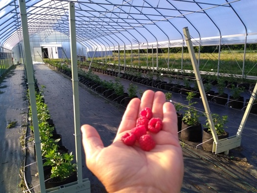 Caroline McColloch of Chez Nous Farm is celebrating her first harvest of organic raspberries. (McColloch)