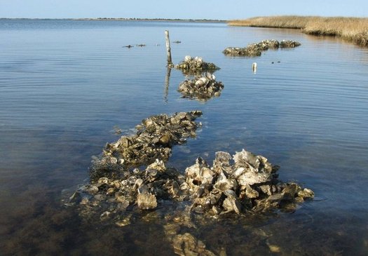 Researchers at the University of Massachusetts believe that if oyster beds once in place in the coastal waters of New York had been there during Hurricane Sandy, much of the damage could have been reduced. (The Nature Conservancy)
