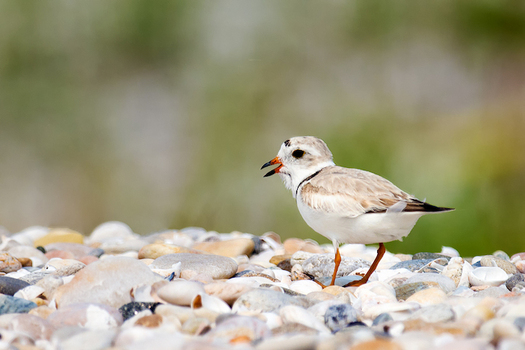 Piping plovers are territorial and don't nest close together, but often spread out across a long stretch of beach. (Wikimedia Commons)