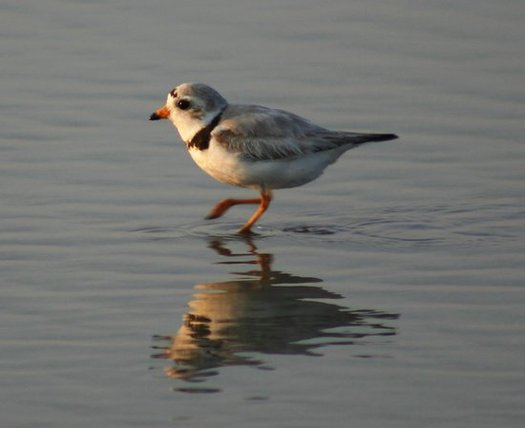 The piping plover population in the Great Lakes states is considered endangered, according to the U.S. Fish and Wildlife Service. (William Picard/freeimages.com)