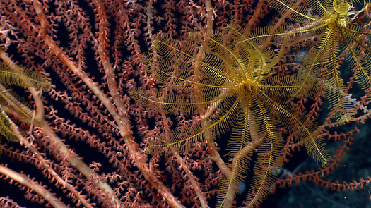 The Northeast Canyons and Seamounts Marine National Monument is home to thousands of endangered and vulnerable species. (NOAA)