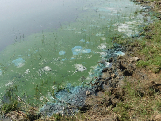 Algae blooms can be toxic for humans when ingested in large quantities. (Idaho Department of Environmental Quality)