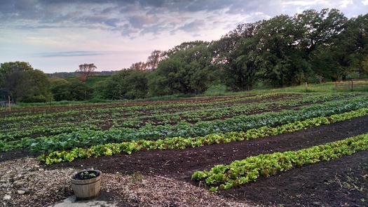 Iowa farmer Danelle Myer started her One Farm on a half-acre in 2011 to grow tomatoes, lettuce, radishes, beets and other vegetables. (Danelle Myer) 