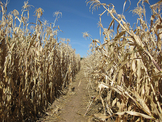 Research suggests the amounts of water and land needed to grow corn for ethanol are not sustainable in the U.S. (Flickr)