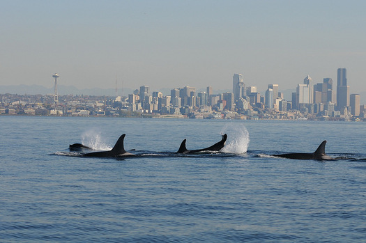 There are only about 75 Southern Resident orcas left in the Northwest. (C. Emmons/NOAA Fisheries)
