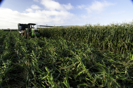 The Renewable Fuel Standard has led to an all-time high demand for corn, but also water shortages and pollution. (Bob Nichols/U.S. Department of Agriculture)
