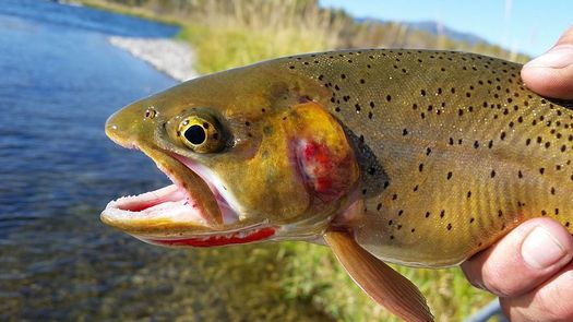 Native cutthroat trout, which thrive in cold water, are at greater risk from warmer summers that cause snowpack to melt sooner and lead to lower water levels by midsummer. (Waldemarpaetz/Wikimedia Commons)