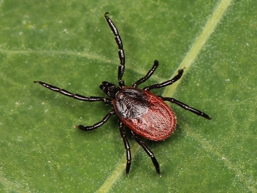 Tick-borne diseases are increasing as climate change increases summer temperatures. (Kaldari[CC0]/Wikimedia Commons)