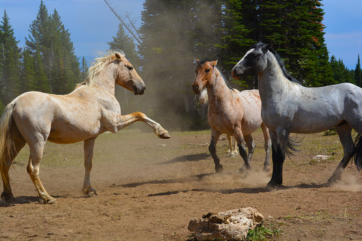 Pryor Mountain wild horses are descendants of horses brought to the North American continent by Spanish conquistadors in the 16th century. (BLM)