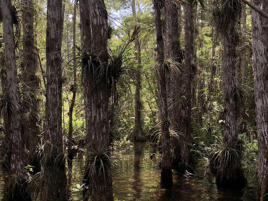 For 52 years, the Land and Water Conservation Fund (LWCF) has protected national parks and open spaces, including the Florida Everglades. (Everglades National Park/Daniel Miguel)