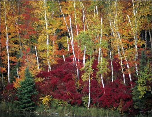 Chippewa National Forest is one of many recreational sites in Minnesota that has benefited from the Land and Water Conservation Fund set to expire in six weeks without action from Congress. (health.state.mn.us) 