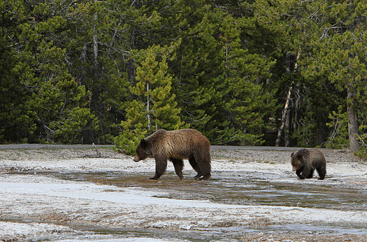 There are about 700 grizzly bears in and around Yellowstone National Park. (Jim Peaco/Yellowstone National Park)